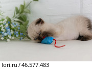 Голубоглазый, вислоухий котенок окраса пойнт-колор играет с синей игрушечной мышкой. Стоковое фото, фотограф Наталья Гармашева / Фотобанк Лори