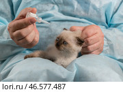 Ветеринар в халате готовится закапать лекарственные капли грустному маленькому вислоухому котенку окраса колор-пойнт. Стоковое фото, фотограф Наталья Гармашева / Фотобанк Лори