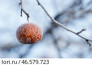 Иней на яблоке. Стоковое фото, фотограф Михаил Джапаридзе / ТАСС / Фотобанк Лори