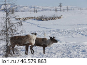 Стадо северных оленей. Стоковое фото, фотограф Сергей Карпухин / ТАСС / Фотобанк Лори