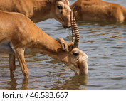 Сайгаки на водопое. Стоковое фото, фотограф Эрик Романенко / ТАСС / Фотобанк Лори
