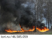 Горящие деревья в лесу. Стоковое фото, фотограф Кирилл Кухмарь / ТАСС / Фотобанк Лори
