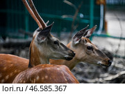 Пятнистые олени. Стоковое фото, фотограф Юрий Смитюк / ТАСС / Фотобанк Лори