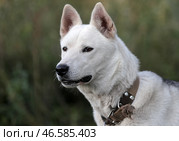Собака породы святорусский вой. Стоковое фото, фотограф Егор Алеев / ТАСС / Фотобанк Лори