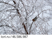 Щур на заснеженном дереве. Стоковое фото, фотограф Кирилл Кухмарь / ТАСС / Фотобанк Лори