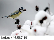 Лазоревка на ветке. Стоковое фото, фотограф Сергей Мальгавко / ТАСС / Фотобанк Лори