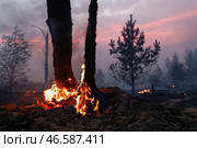 Горящие деревья. Стоковое фото, фотограф Александр Рюмин / ТАСС / Фотобанк Лори