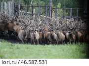 Стадо маралов в загоне. Стоковое фото, фотограф Кирилл Кухмарь / ТАСС / Фотобанк Лори