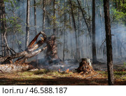 Поваленные вследствие пожара деревья. Стоковое фото, фотограф Евгений Софронеев / ТАСС / Фотобанк Лори