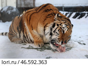 Тигр с куском мяса. Стоковое фото, фотограф Кирилл Кухмарь / ТАСС / Фотобанк Лори