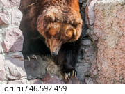 Камчатский бурый медведь в вольере. Стоковое фото, фотограф Сергей Савостьянов / ТАСС / Фотобанк Лори