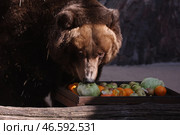 Камчатский бурый медведь у ящика с фруктами и овощами. Стоковое фото, фотограф Сергей Бобылев / ТАСС / Фотобанк Лори