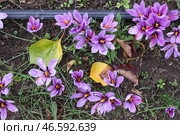 Цветы шафрана посевного. Стоковое фото, фотограф Сергей Мальгавко / ТАСС / Фотобанк Лори