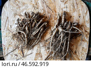 Корни женьшеня на деревянной доске. Стоковое фото, фотограф Юрий Смитюк / ТАСС / Фотобанк Лори