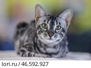Кошка породы Сококе. Стоковое фото, фотограф Сергей Карпухин / ТАСС / Фотобанк Лори