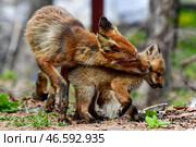 Лиса с лисенком. Стоковое фото, фотограф Юрий Смитюк / ТАСС / Фотобанк Лори