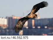 Белохвостый орлан в полете. Стоковое фото, фотограф Юрий Смитюк / ТАСС / Фотобанк Лори