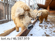 Свинья породы венгерская мангалица. Стоковое фото, фотограф Андрей Самсонов / ТАСС / Фотобанк Лори