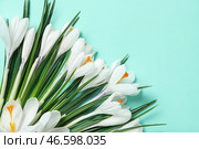 Красивые белые крокусы на бирюзовом фоне. Стоковое фото, фотограф Pixel_shot / Фотобанк Лори