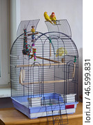A cage with yellow pink-cheeked lovebirds. Стоковое фото, фотограф Кутина Татьяна / Фотобанк Лори