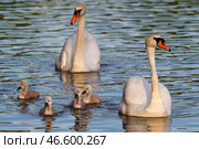Лебединая пара с птенцами на воде. Стоковое фото, фотограф Петр Ковалев / ТАСС / Фотобанк Лори