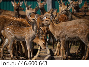 Пятнистые олени у кормушки с зерном. Стоковое фото, фотограф Юрий Смитюк / ТАСС / Фотобанк Лори