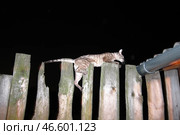 Домашний породистый кот лезет по забору в ночи. Стоковое фото, фотограф Ирина Климкович / Фотобанк Лори