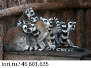 Кошачьи лемуры. Стоковое фото, фотограф Артем Геодакян / ТАСС / Фотобанк Лори