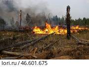 Горящие деревья в лесу. Стоковое фото, фотограф Александр Рюмин / ТАСС / Фотобанк Лори