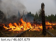 Горящие деревья в лесу. Стоковое фото, фотограф Александр Рюмин / ТАСС / Фотобанк Лори