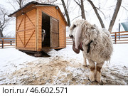 Овца лойской породы. Стоковое фото, фотограф Артем Геодакян / ТАСС / Фотобанк Лори