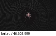 Spider on web at night. Стоковое видео, видеограф Михаил Коханчиков / Фотобанк Лори
