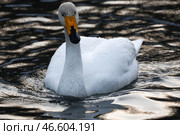 Лебедь-кликун. Стоковое фото, фотограф Кирилл Кухмарь / ТАСС / Фотобанк Лори
