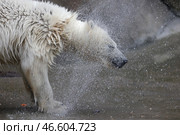Белый медвежонок под каплями воды. Стоковое фото, фотограф Владимир Гердо / ТАСС / Фотобанк Лори