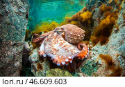 Гигантский осьминог под водой. Стоковое фото, фотограф Юрий Смитюк / ТАСС / Фотобанк Лори