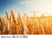 Золотое пшеничное поле с созревшими колосьями, колышущимися под ярким голубым небом. Стоковое AI-изображение, AI-художник Anna Leeva / Фотобанк Лори