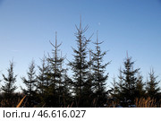 Посаженные ели. Стоковое фото, фотограф Артем Геодакян / ТАСС / Фотобанк Лори