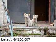 Щенки у ступеней здания. Стоковое фото, фотограф Алексей Кушниренко / ТАСС / Фотобанк Лори