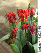 Magic Tulipa Rococo, parrot cultivar with puckered, thick tepals that are rich red with green feathering and hint of yellow. Стоковое фото, фотограф Валерия Попова / Фотобанк Лори