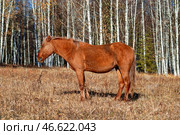 Южный Урал, коричневая лошадь на лесном пастбище осенью. Southern Urals, a brown horse on a forest pasture in autumn. Стоковое фото, фотограф Евгений Романов / Фотобанк Лори