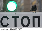 Галка на дорожном знаке "Стоп-линия" Стоковое фото, фотограф Владимир Смирнов / ТАСС / Фотобанк Лори