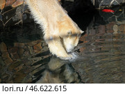 Белый медведь, ныряющий в воду. Стоковое фото, фотограф Петр Ковалев / ТАСС / Фотобанк Лори