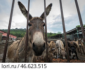 Ослы в загоне. Стоковое фото, фотограф Сергей Мальгавко / ТАСС / Фотобанк Лори