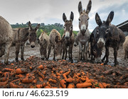 Ослы, жующие морковку. Стоковое фото, фотограф Сергей Мальгавко / ТАСС / Фотобанк Лори
