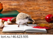 Симпатичный ёжик и книга на деревянном фоне. Стоковое фото, фотограф Pixel_shot / Фотобанк Лори
