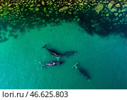 Гренландские киты. Стоковое фото, фотограф Юрий Смитюк / ТАСС / Фотобанк Лори