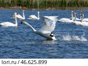Лебеди-шипуны на водоеме. Стоковое фото, фотограф Григорий Дукор / ТАСС / Фотобанк Лори