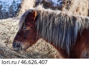 Пони, жующий сено. Стоковое фото, фотограф Юрий Смитюк / ТАСС / Фотобанк Лори