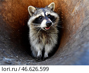 Енот. Стоковое фото, фотограф Юрий Смитюк / ТАСС / Фотобанк Лори
