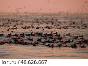Топорки на воде на закате. Стоковое фото, фотограф Юрий Смитюк / ТАСС / Фотобанк Лори